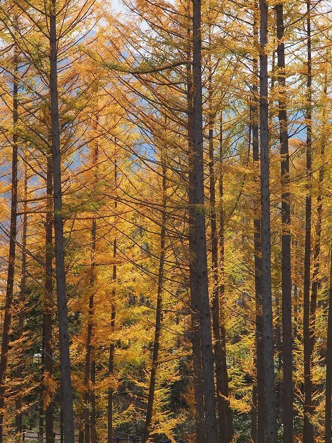 Ryokan Log Hotel Larch Lake Kanayama Minamifurano