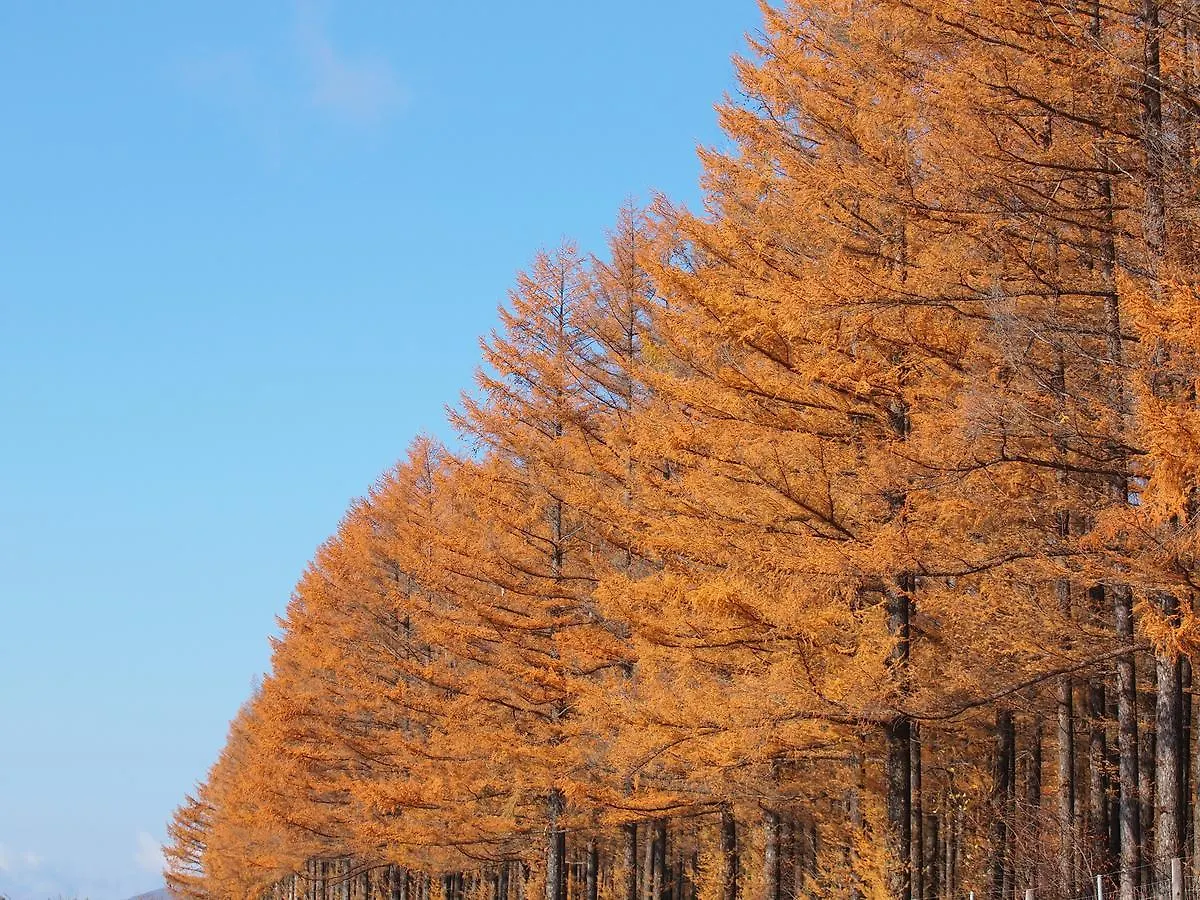 Log Hotel Larch Lake Kanayama Minamifurano Ryokan